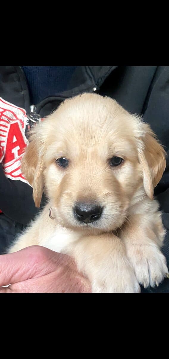 Valentines golden retriever puppies image 1