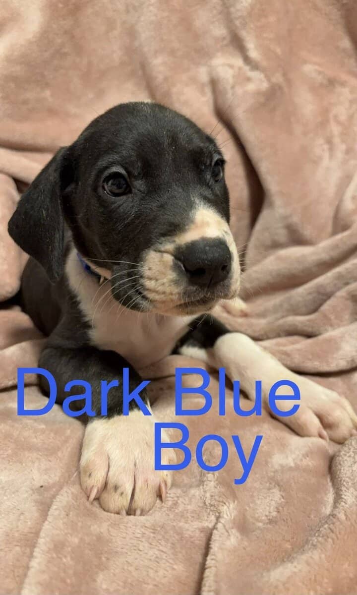 Great Dane - Pure Bred image 1
