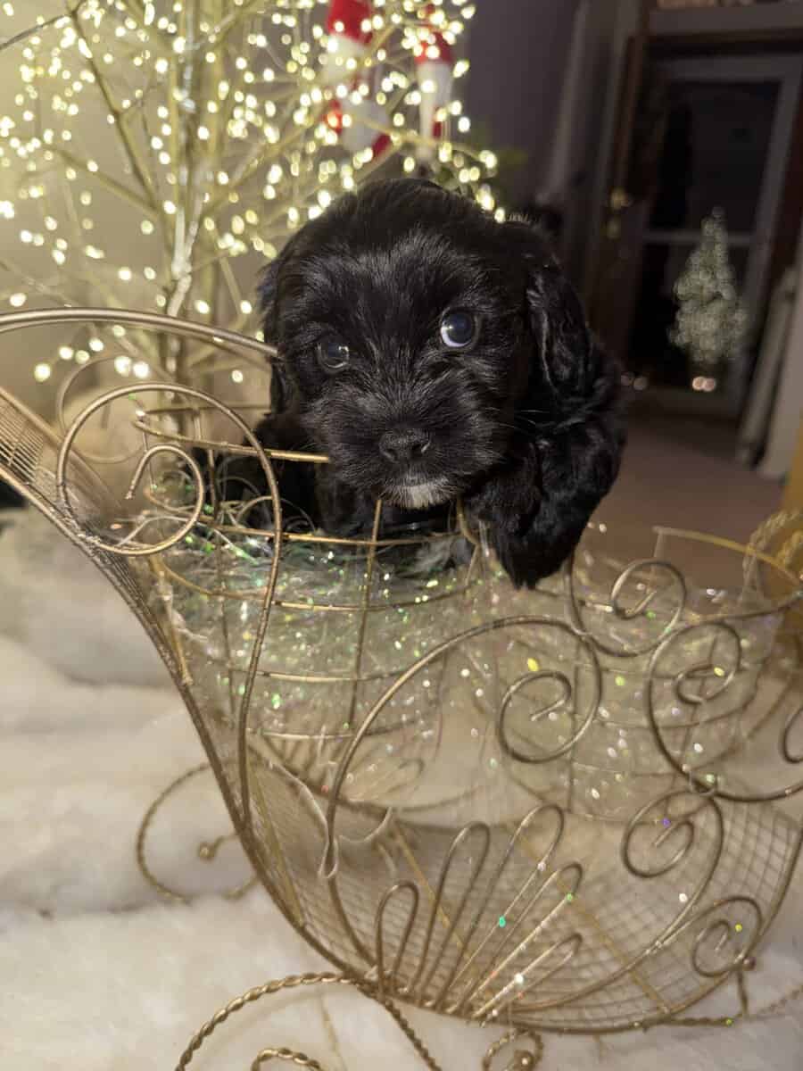 Mini Cockapoo/Aussie Doodle Puppies! image 5