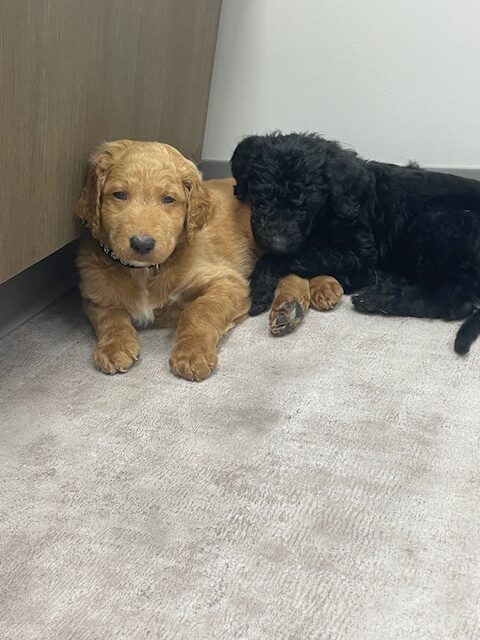 Doodle puppies ready for furever homes. image 9