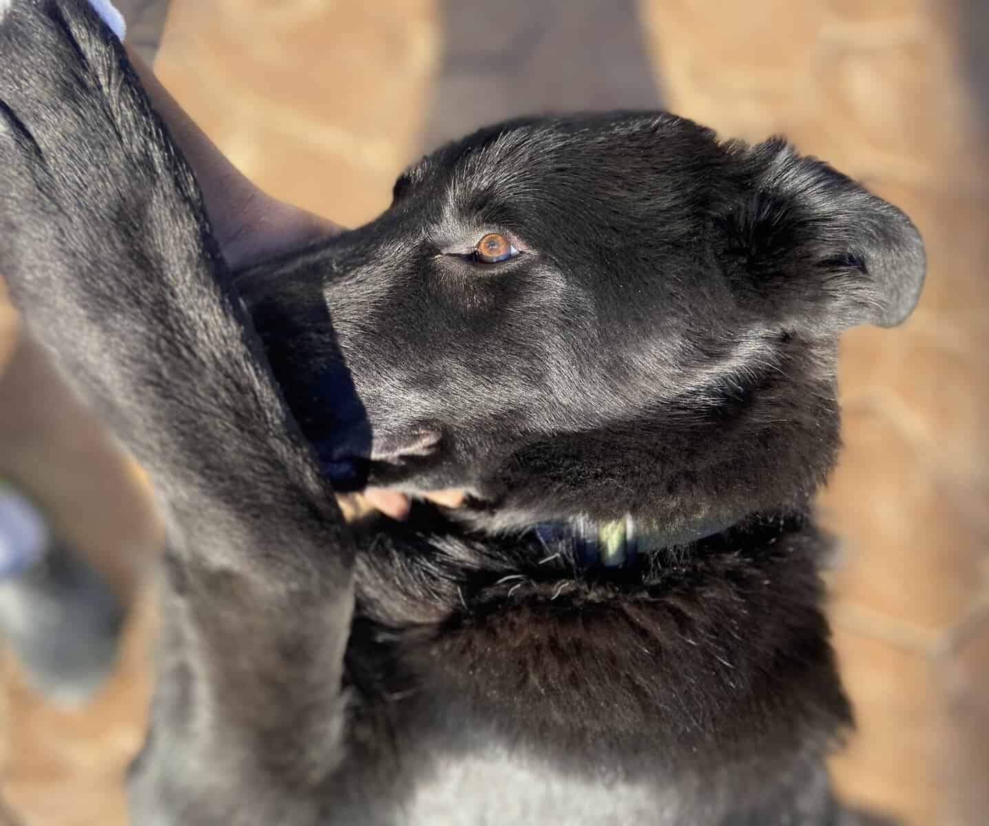 Giving my dog away due to life circumstances image 2