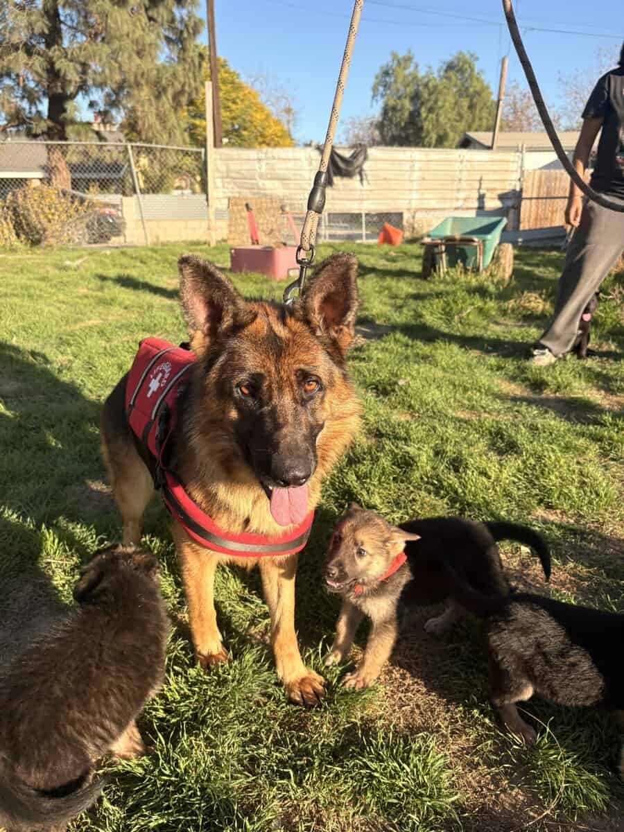 German Shepard Puppies image 2