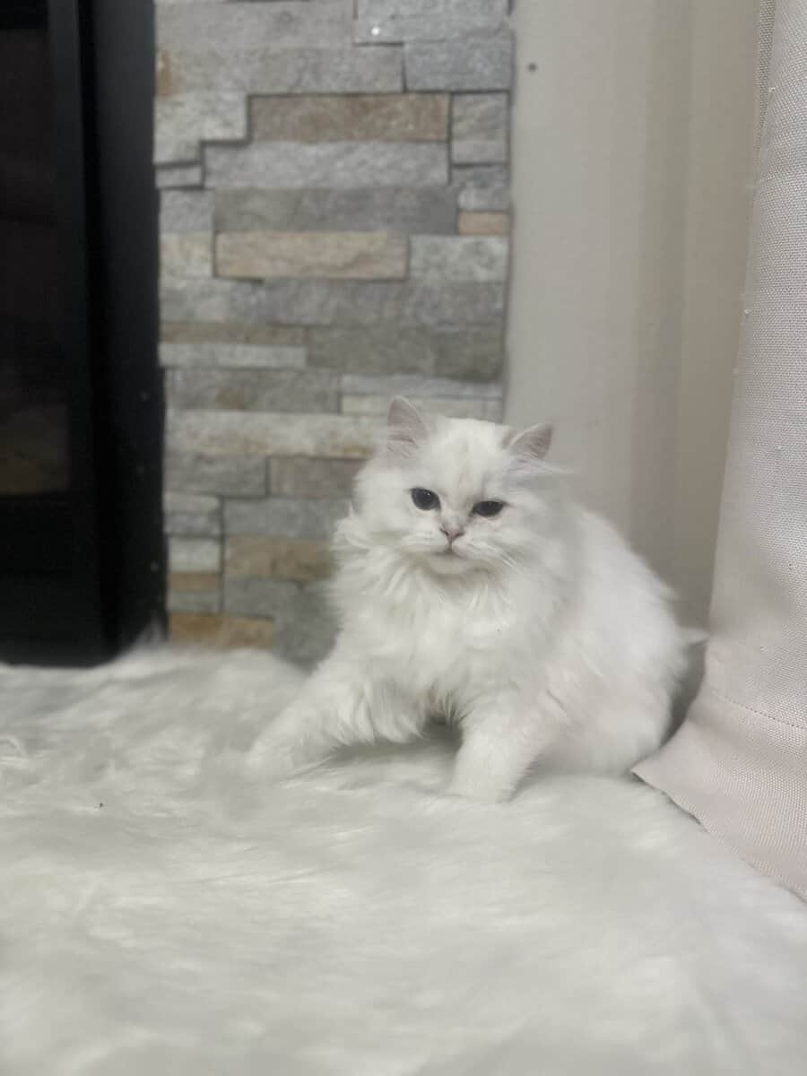 Rehoming Kitty image 6