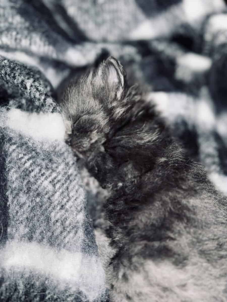Furever Love image 4