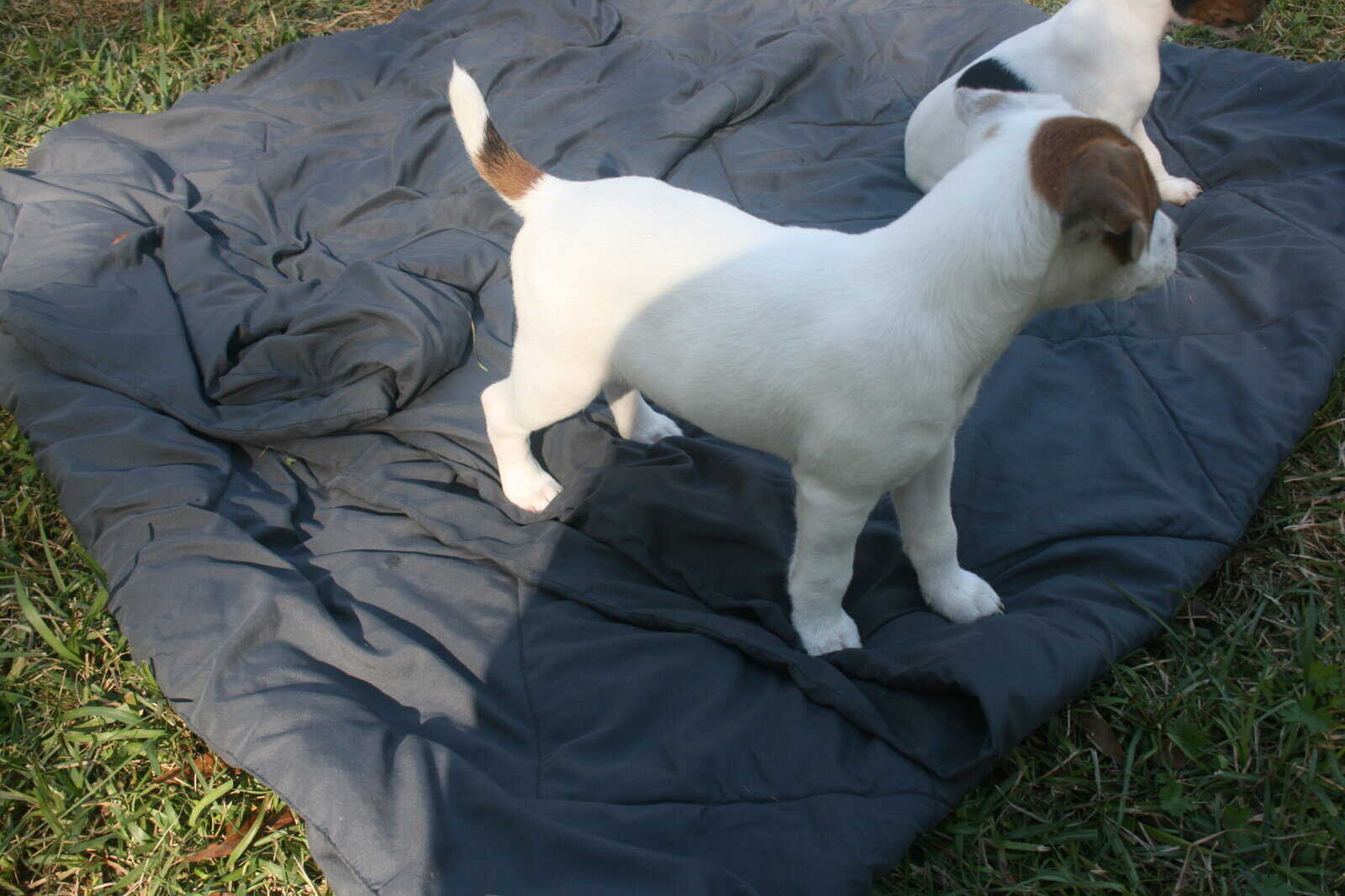 Jack Russell Terrier Puppies for sale image 3