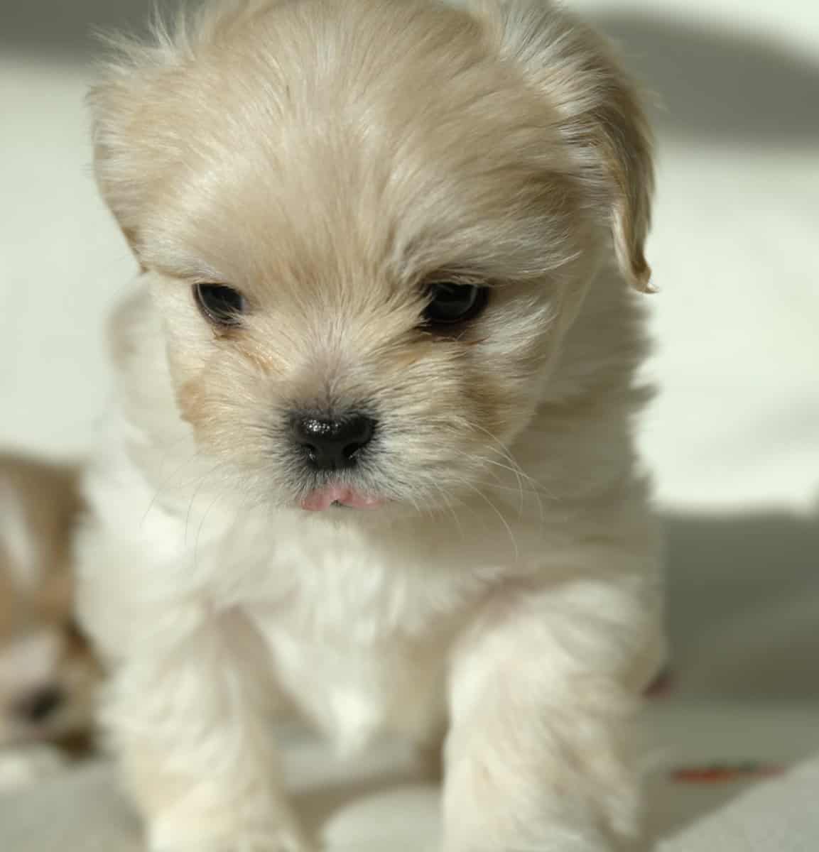 Maltese mix boy image 8