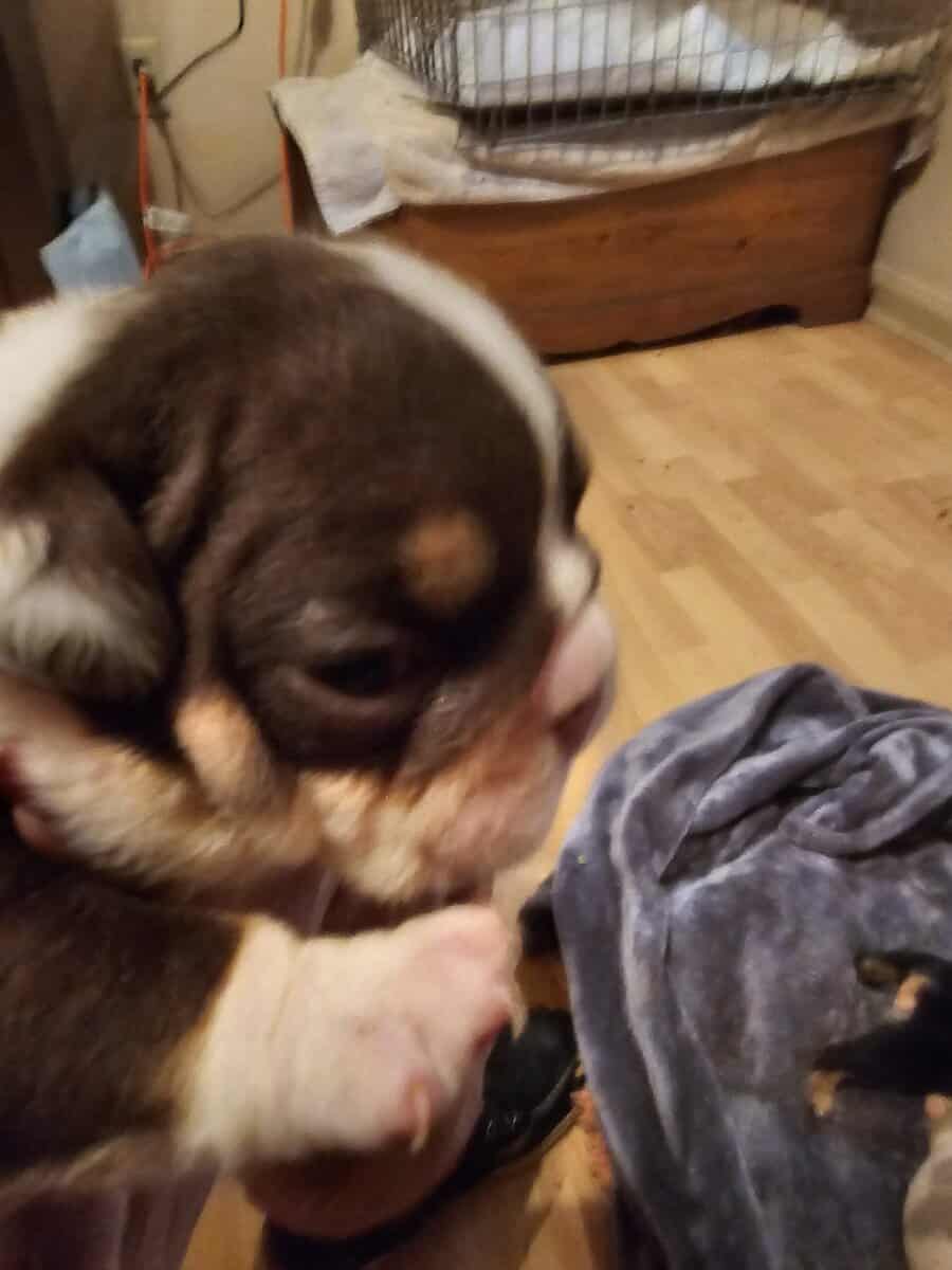English bulldog image 2