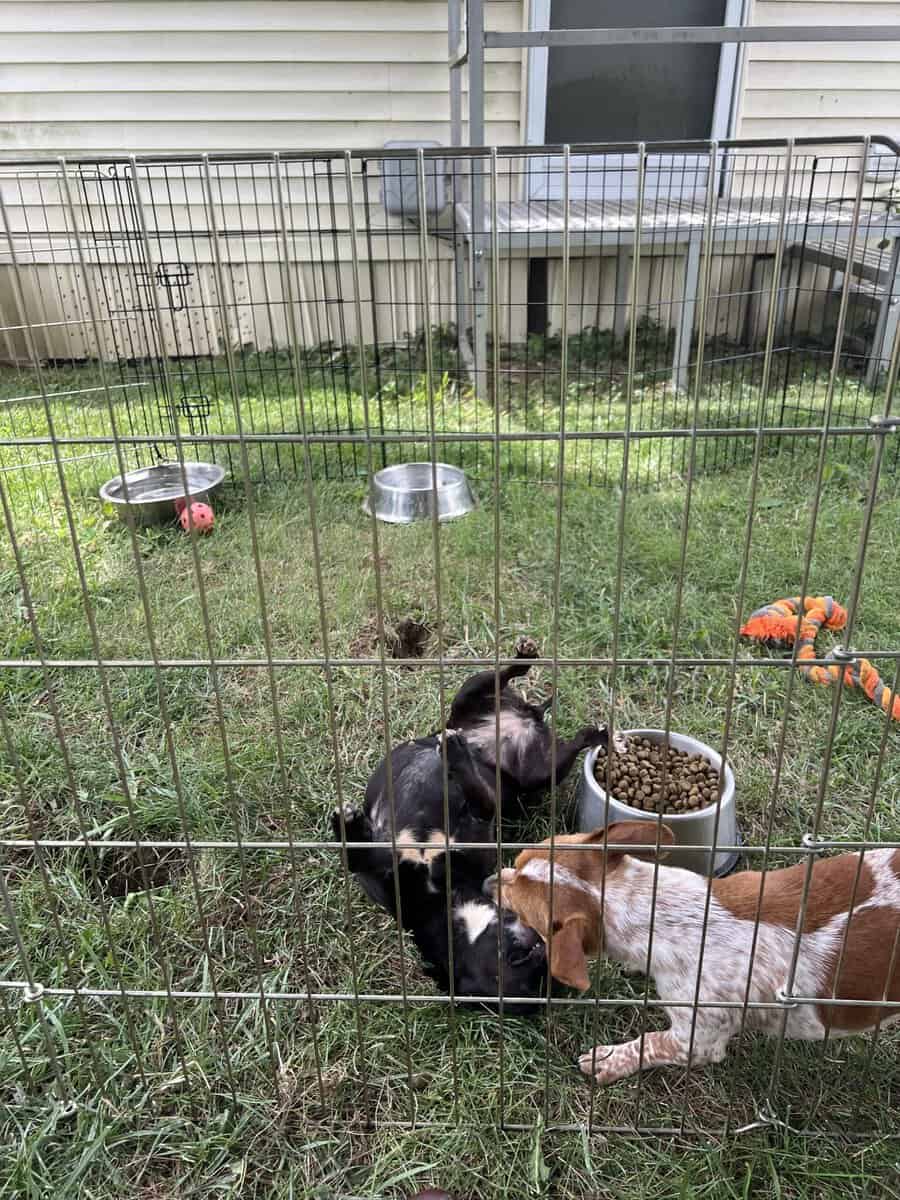 Chaweenie dogs image 4