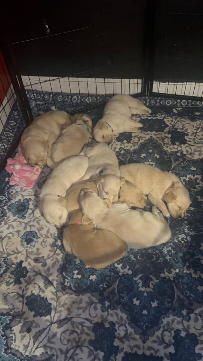Golden Retriever puppies image 1
