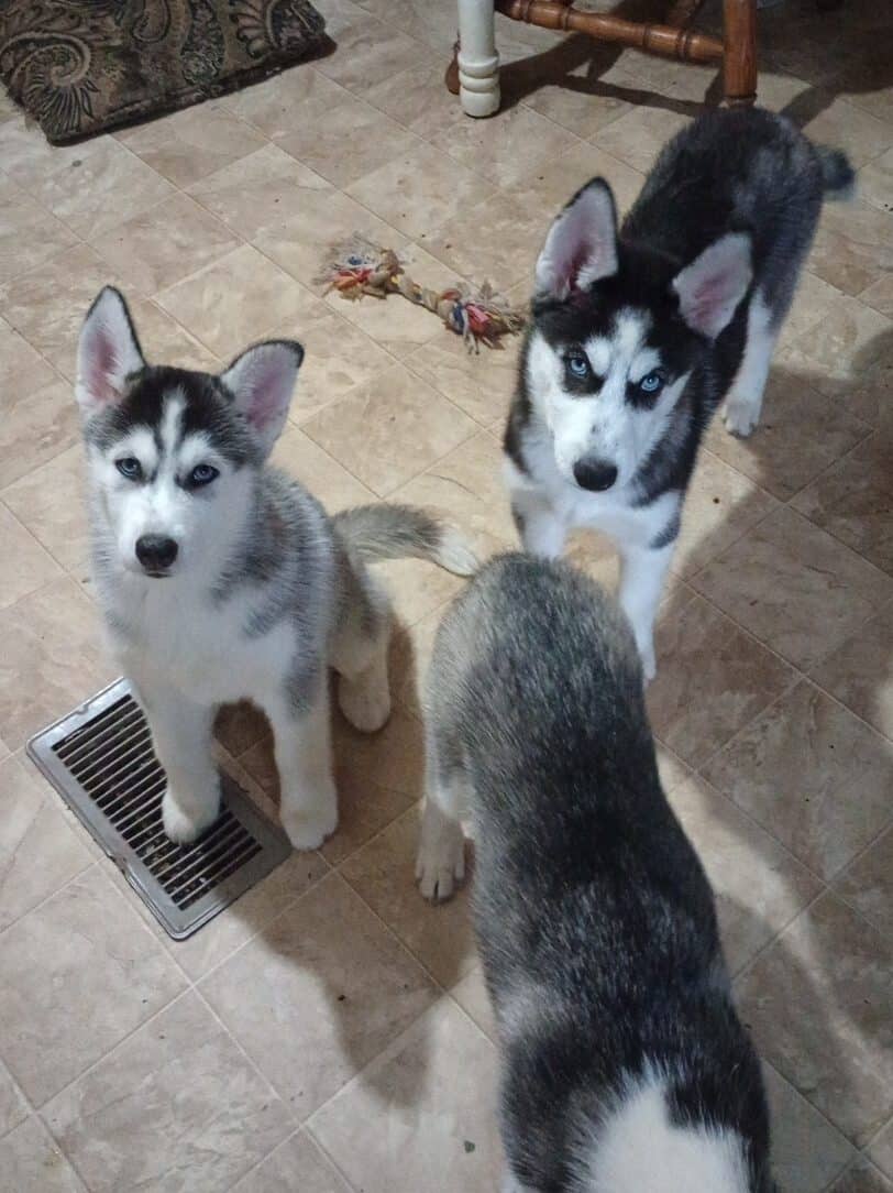 Siberian husky puppies image 3