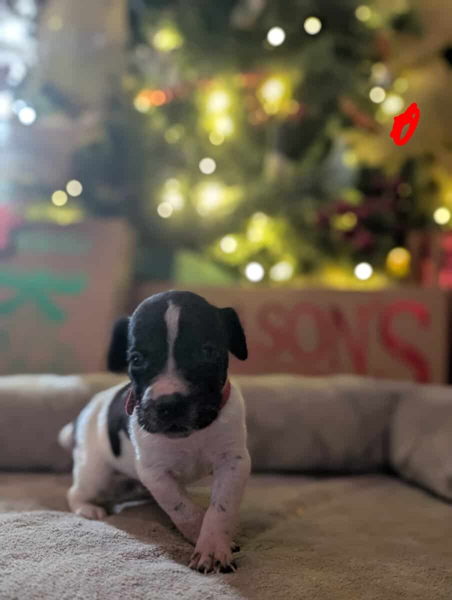 German Shorthair Pointer Puppies image 8