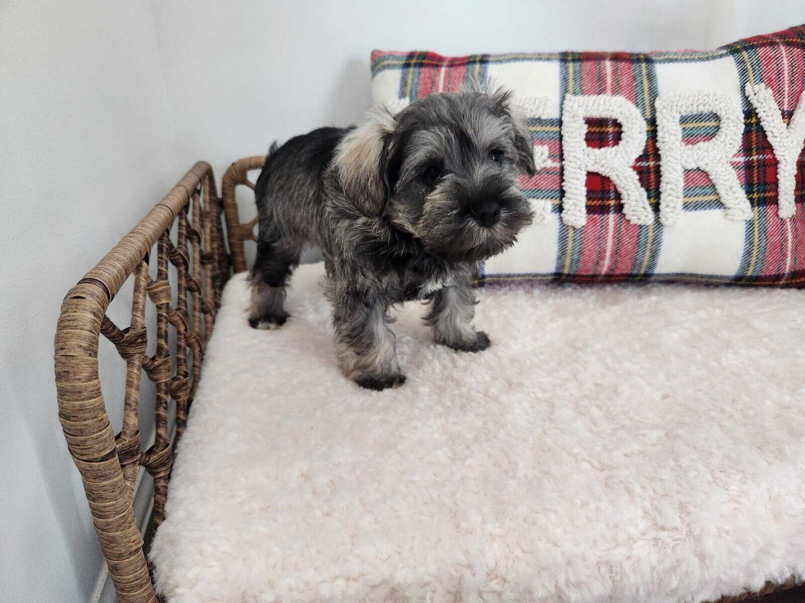 Miniture Schnausers Ready now for Loving Home image 4