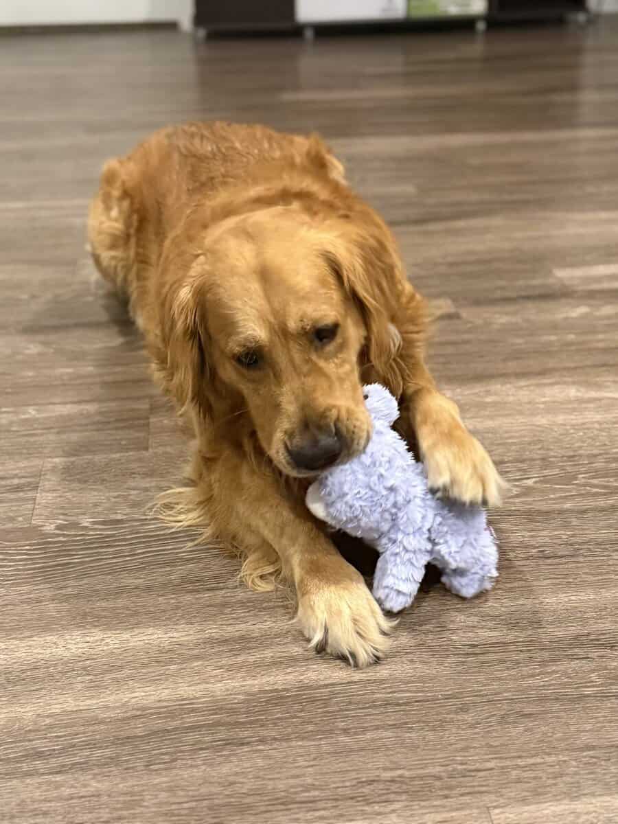 Loving 4-Year-Old Golden Retriever image 3