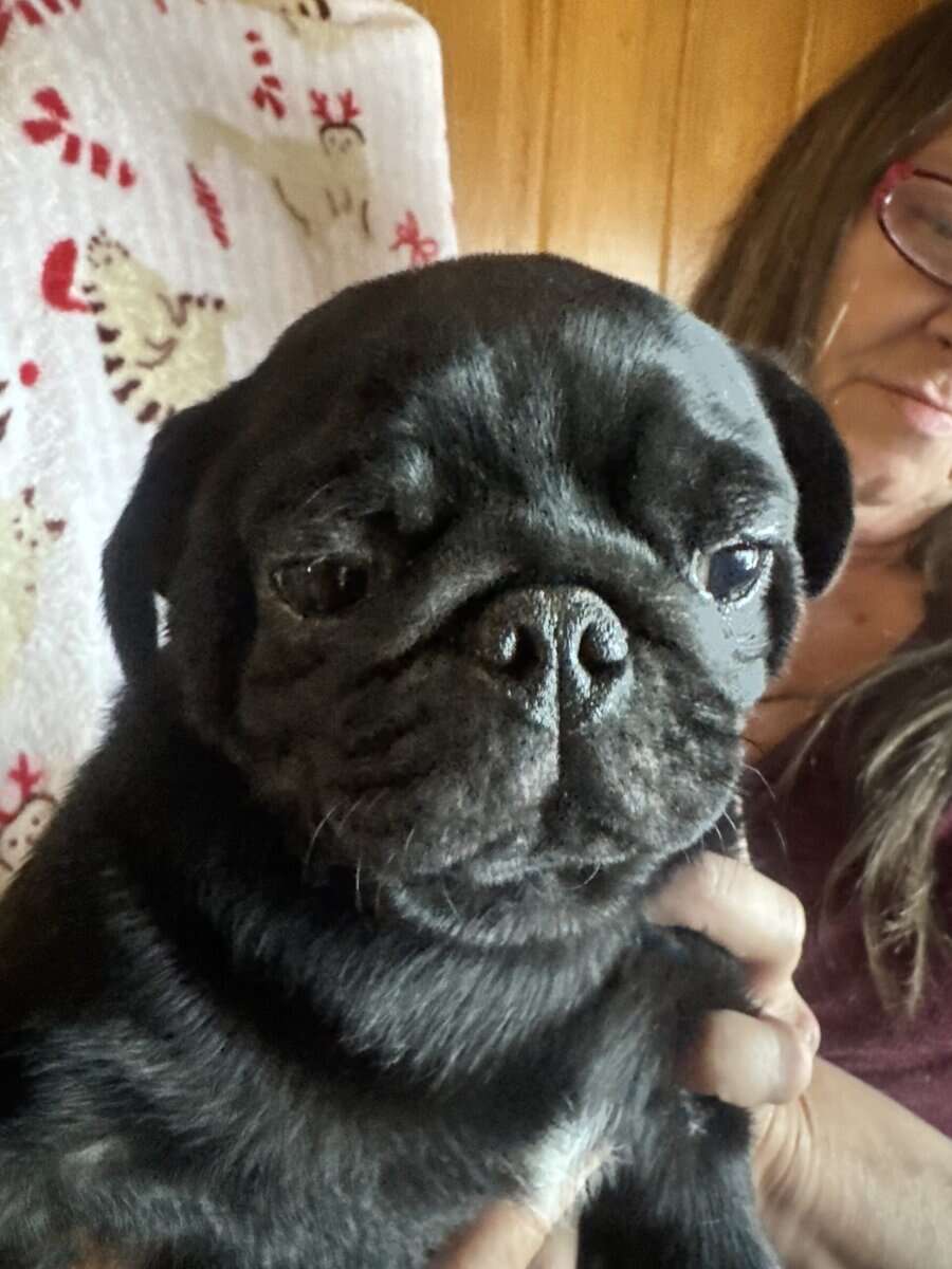 Pug Puppies image 4