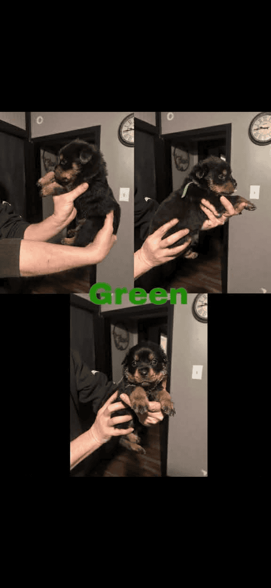 Rottweiler puppies image 3