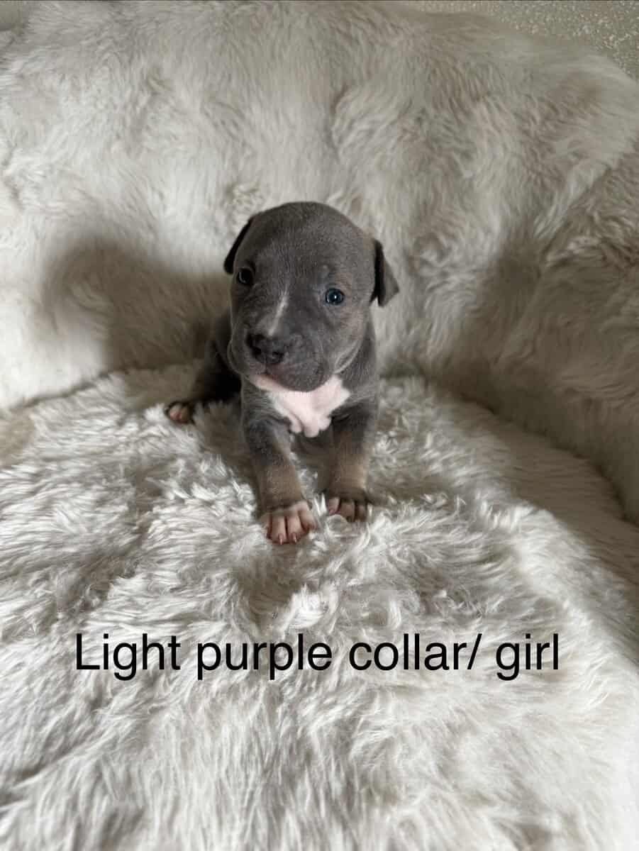 Bandog Puppies image 7