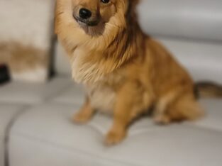 Beautiful Aussiepom Male