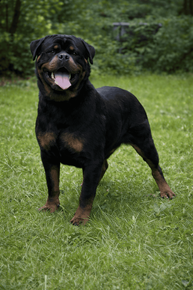 Rottweiler puppies image 6