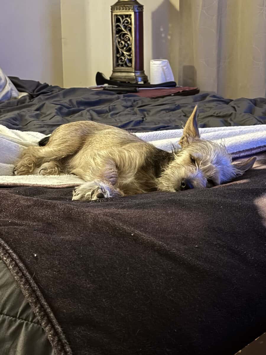 Chorkie male puppy image 4