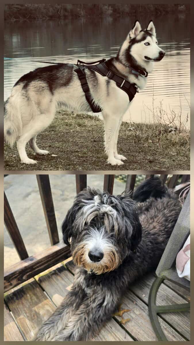 Huskydoodles image 5