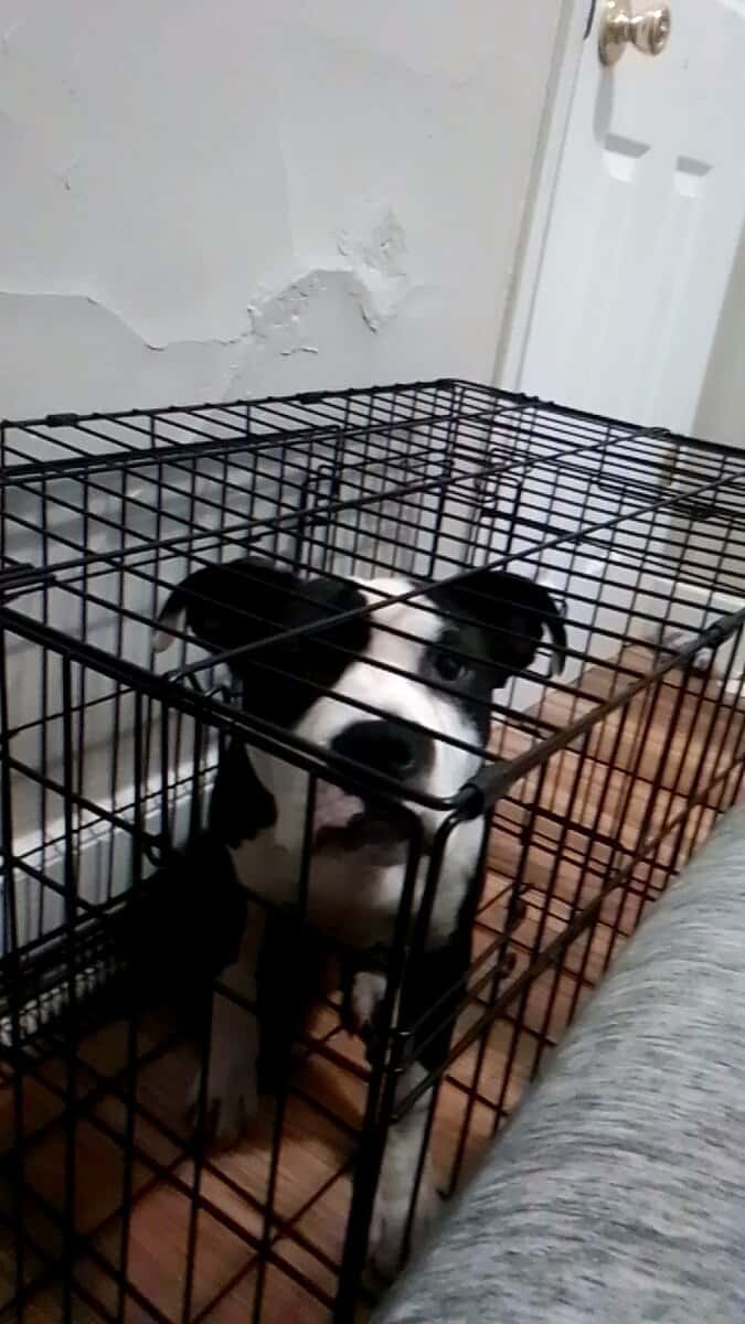 American pitbull for sale image 3
