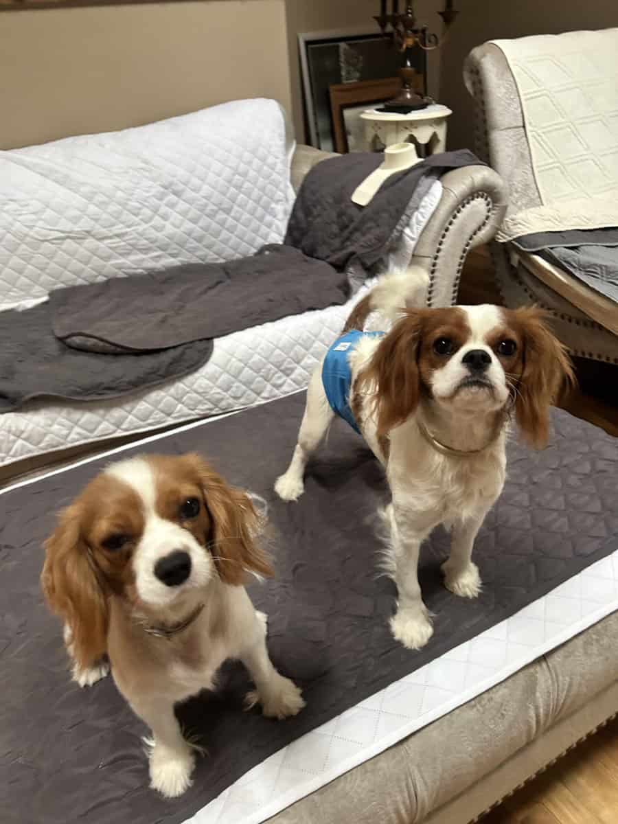 Please help me find my forever home image 2