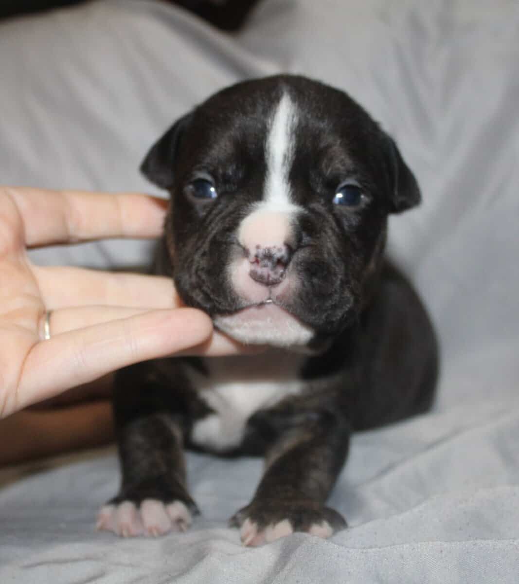 Abkc American Bully Puppies image 5