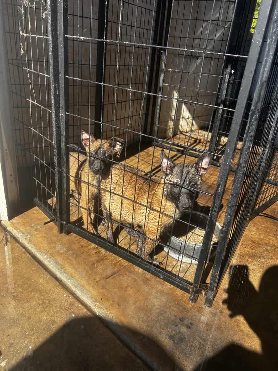 Belgian Malinois puppies image 9