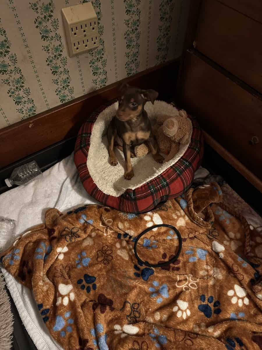 Min pin puppies image 10