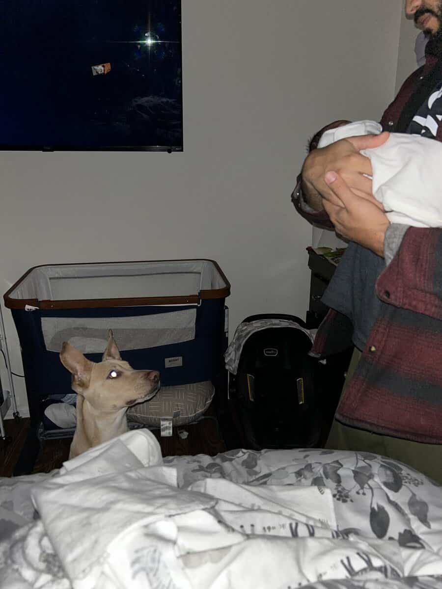 Sage to find a loving and active family or owner image 11