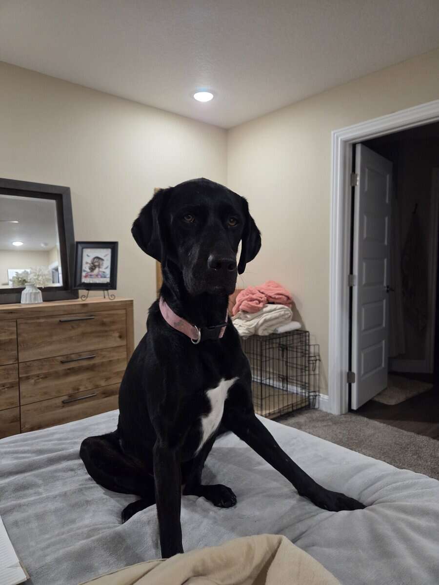 4 year old Lab mix image 1
