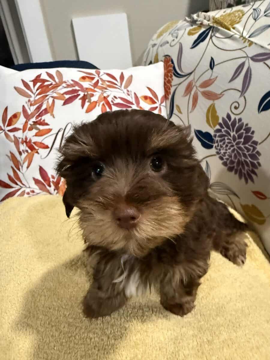 Rare Bitter Chocolate Yorkipoo cuddle bug image 10