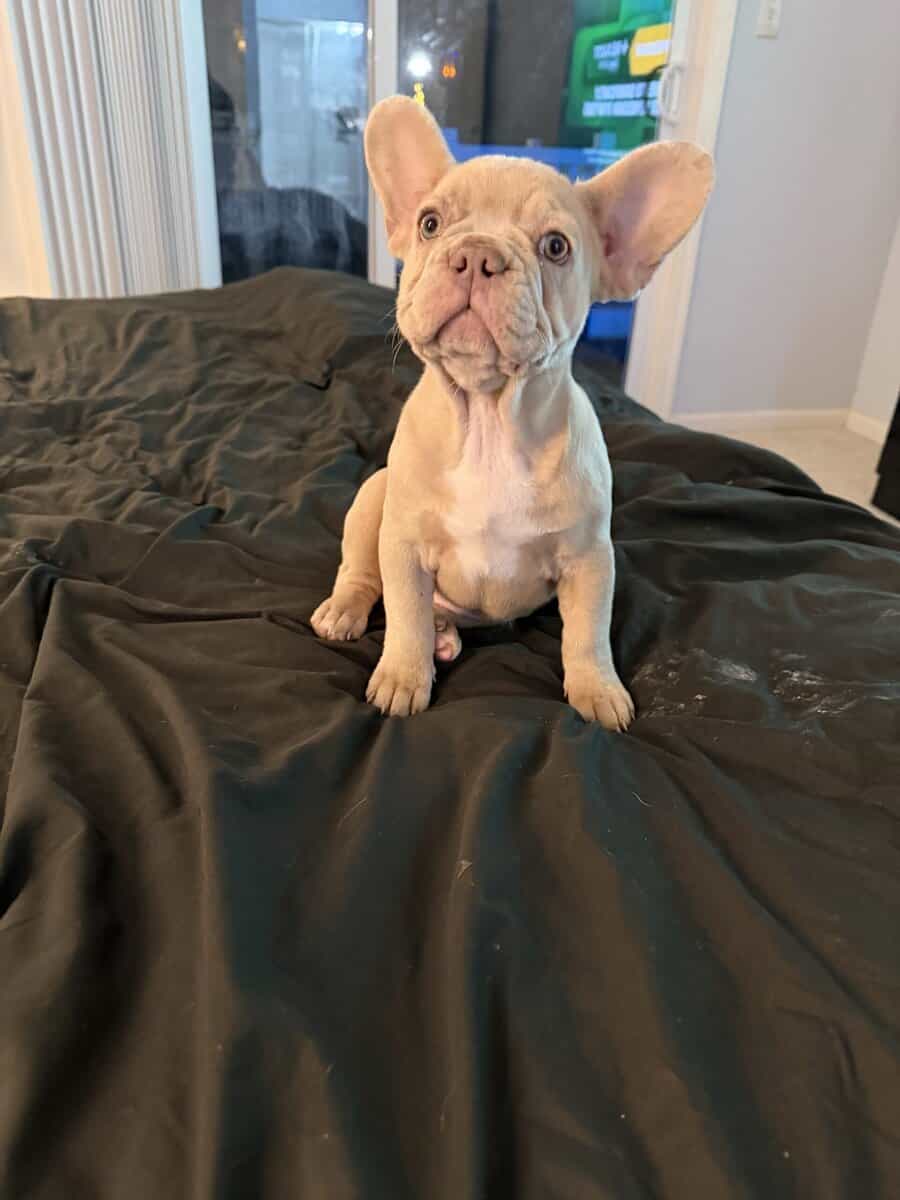 Beautiful Cream French Bulldog Female image 7