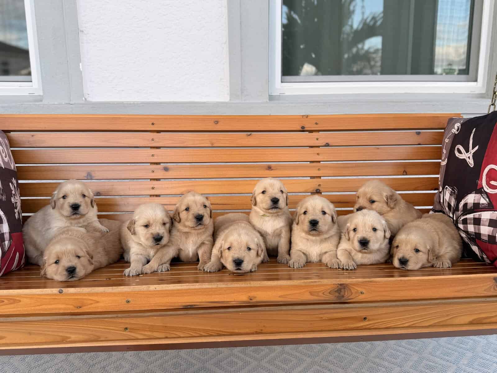 Golden Retriever Puppies for Sale image 4