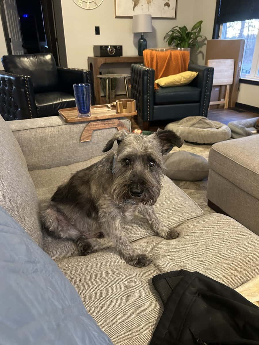 2 Small Lap Dogs image 1