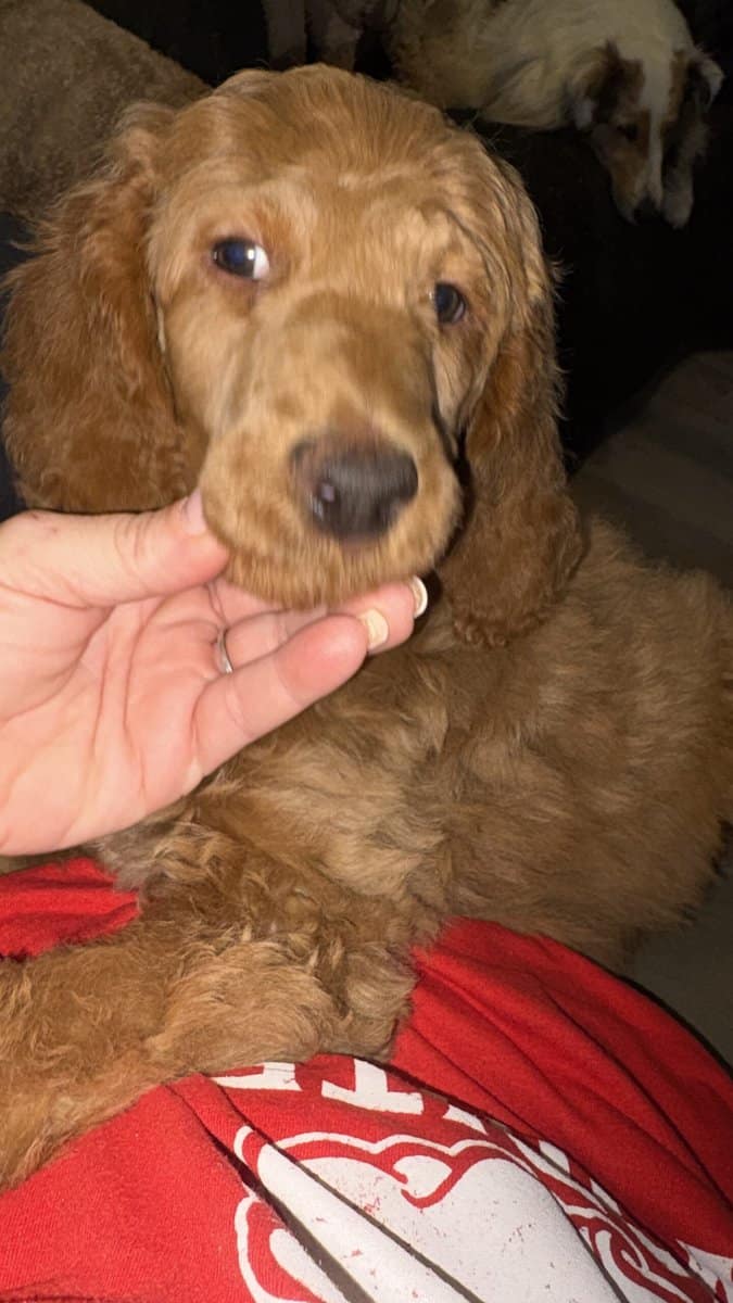 AKC standard poodle puppies image 10