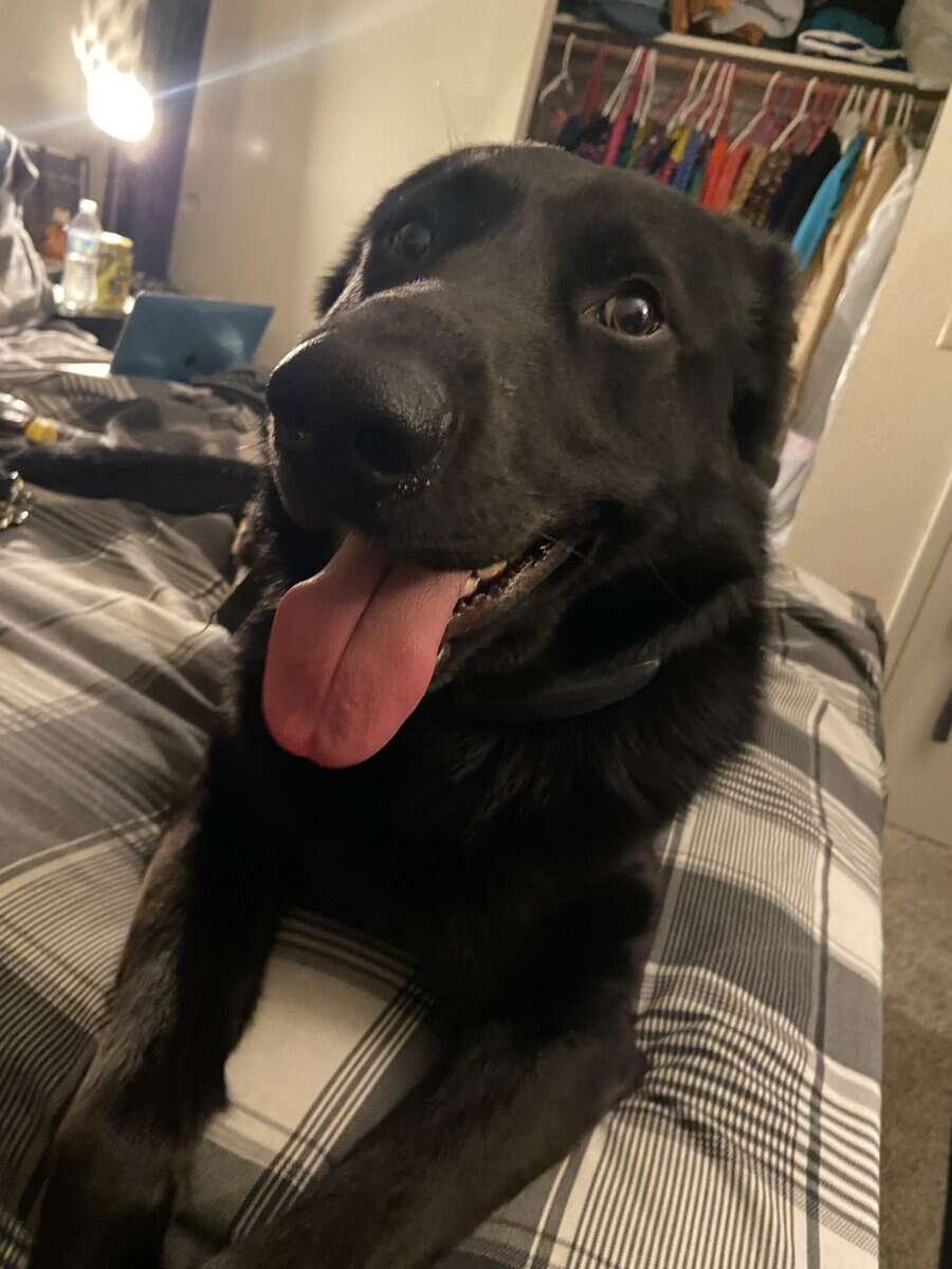 Giving my dog up due to life circumstances image 1