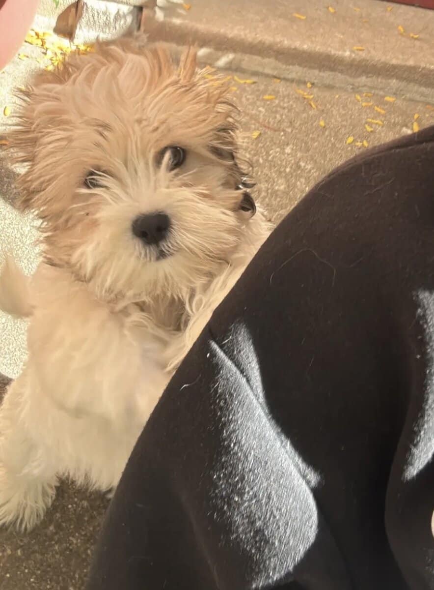 Louie image 2