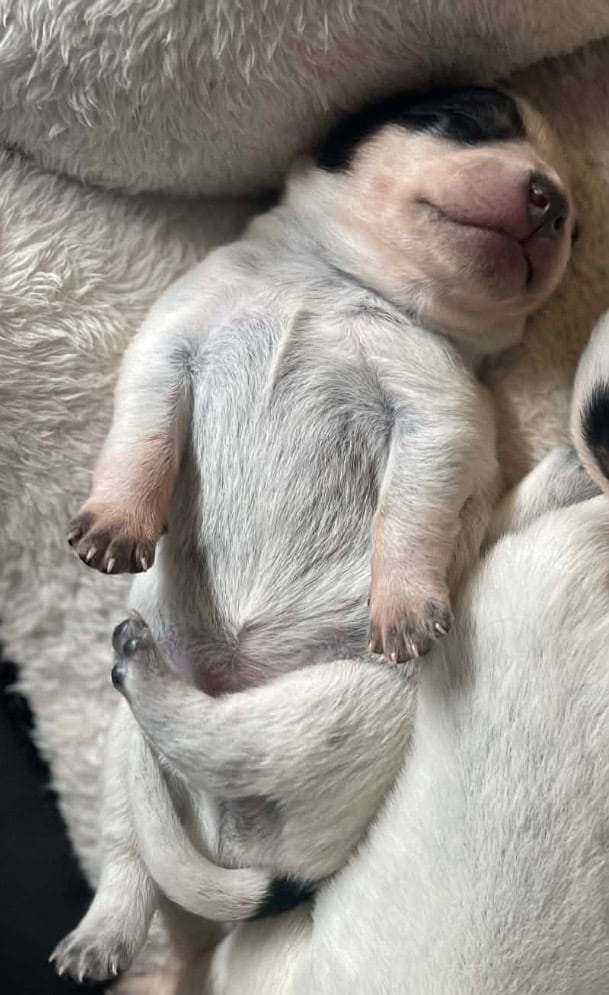 Blue Heeler Pups image 2