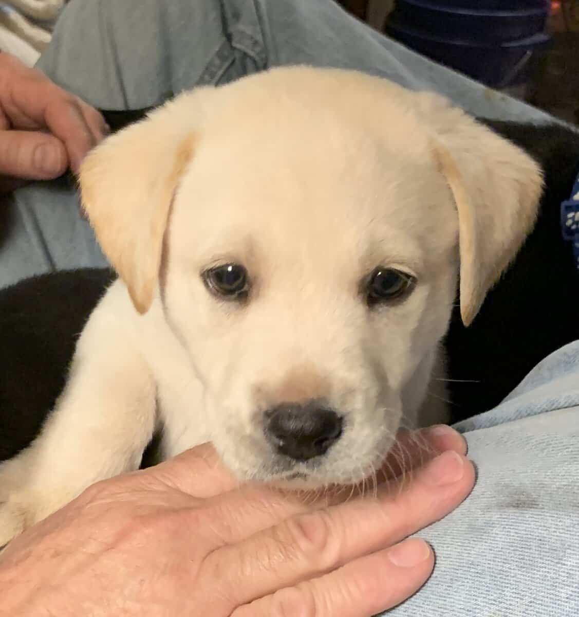 Labrador Retriever Puppies image 3