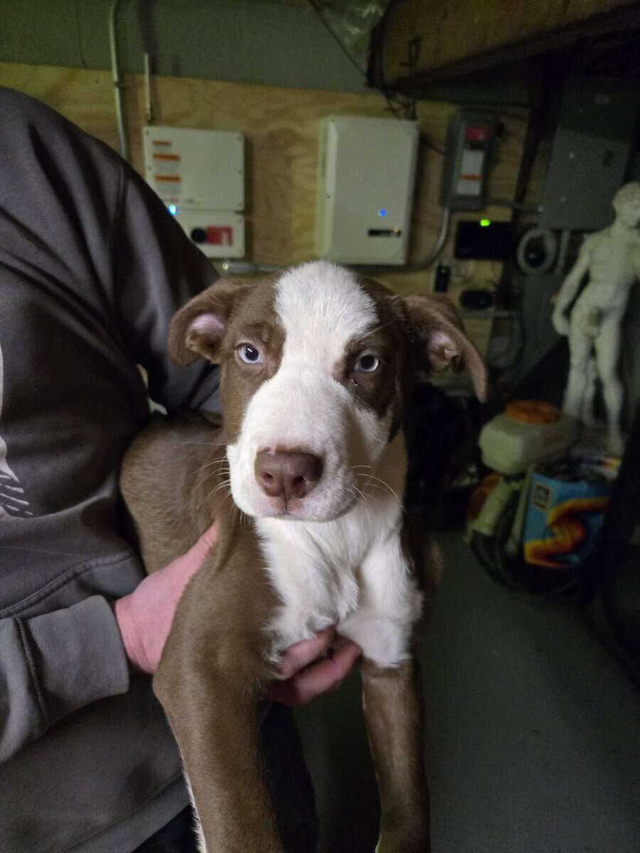 XL Bully/ Husky Puppies image 2