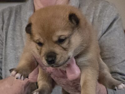 SHIBA INU PUPPY