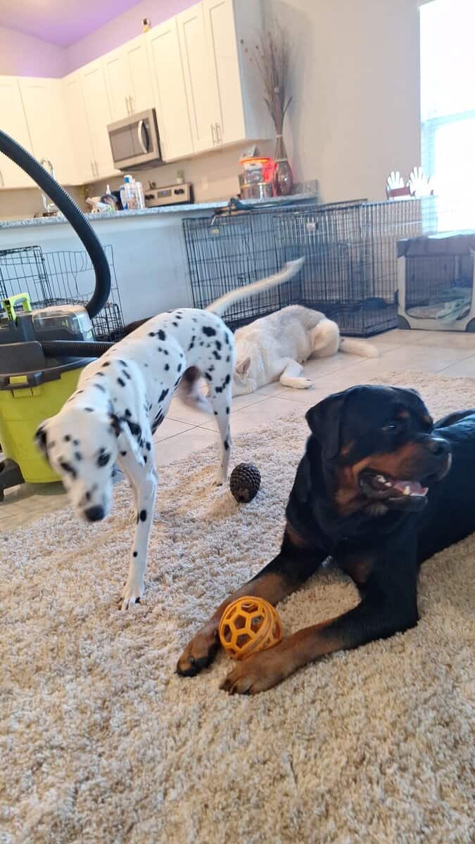 AKC Certified Litter Proven Rottweiler Stud image 9