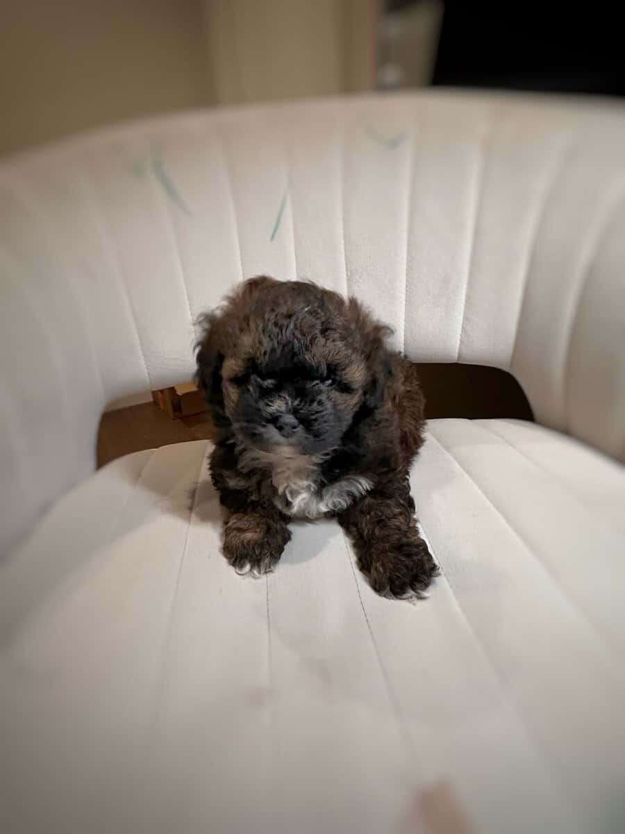 Tri-Colored 8 Week Old Shih-Poo Puppy image 5