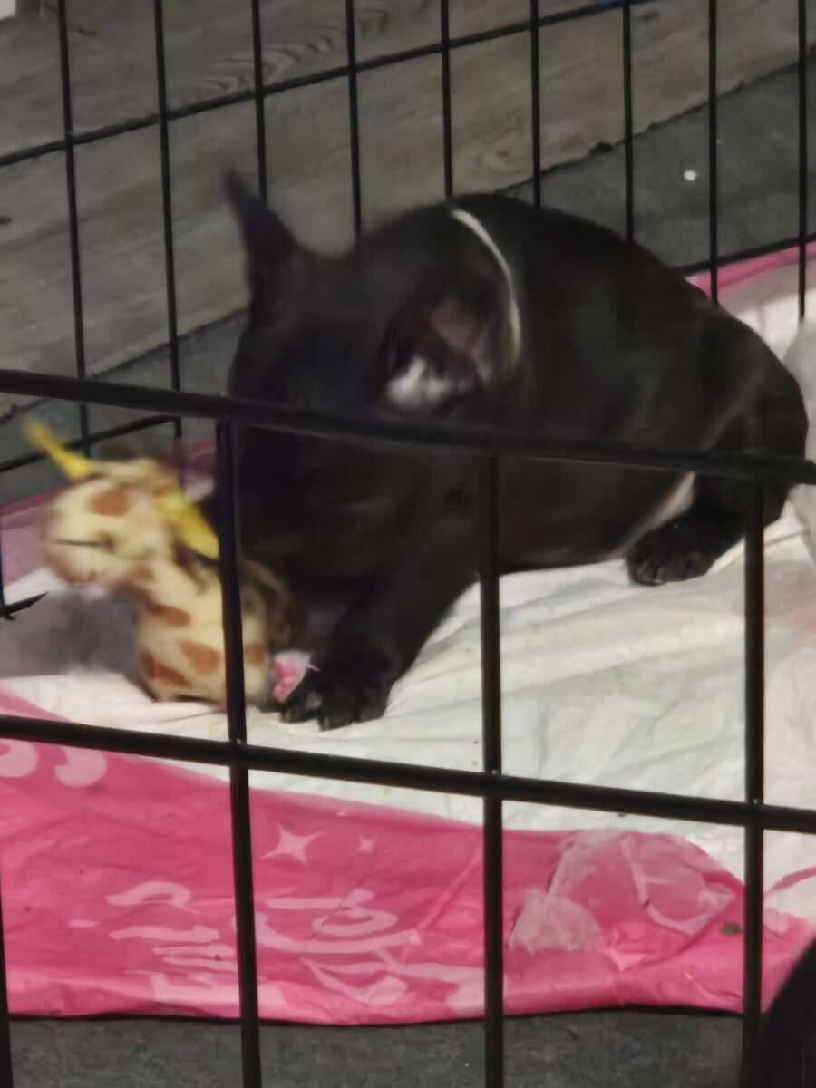 French Bulldog Puppies image 14