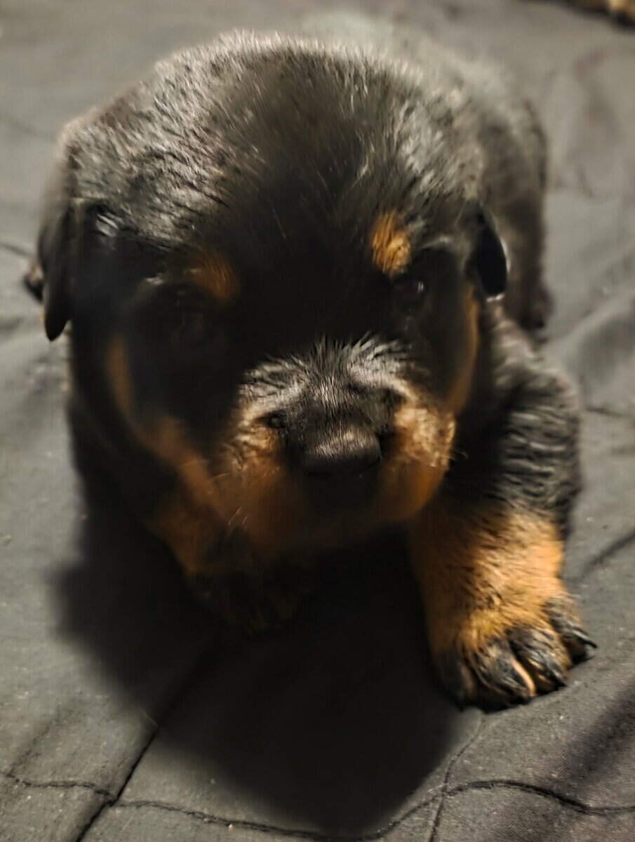 Rottweiler Puppies for sale image 2