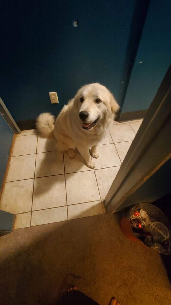 1 yr old female pyrenees needs rehomed image 1