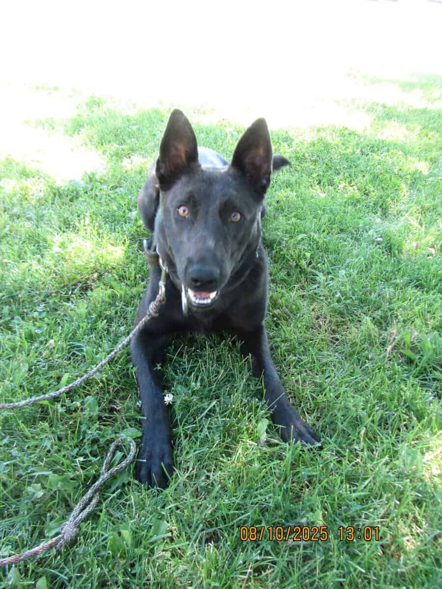 Female Belgian Malinois 1 1/2 yrs old image 1
