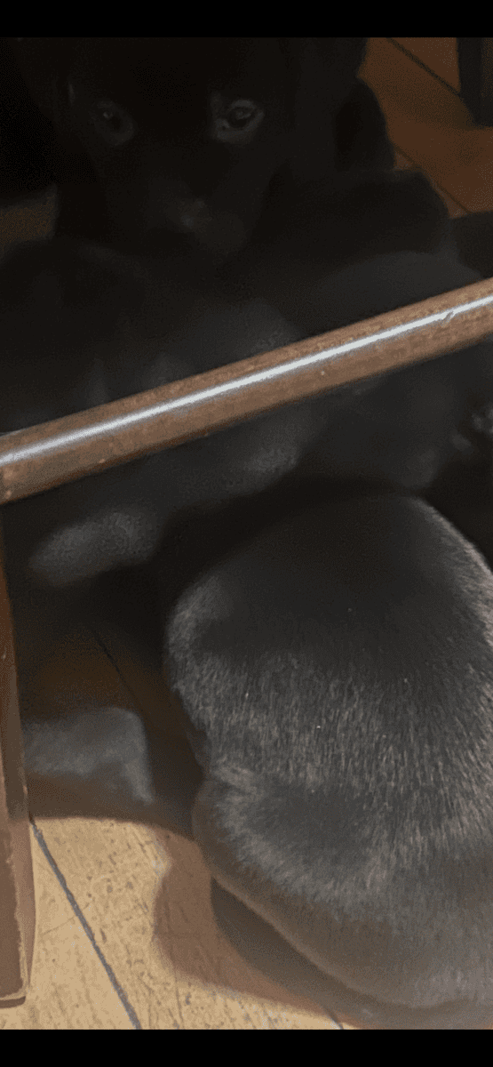 Lab retriever mix with pitbull image 5