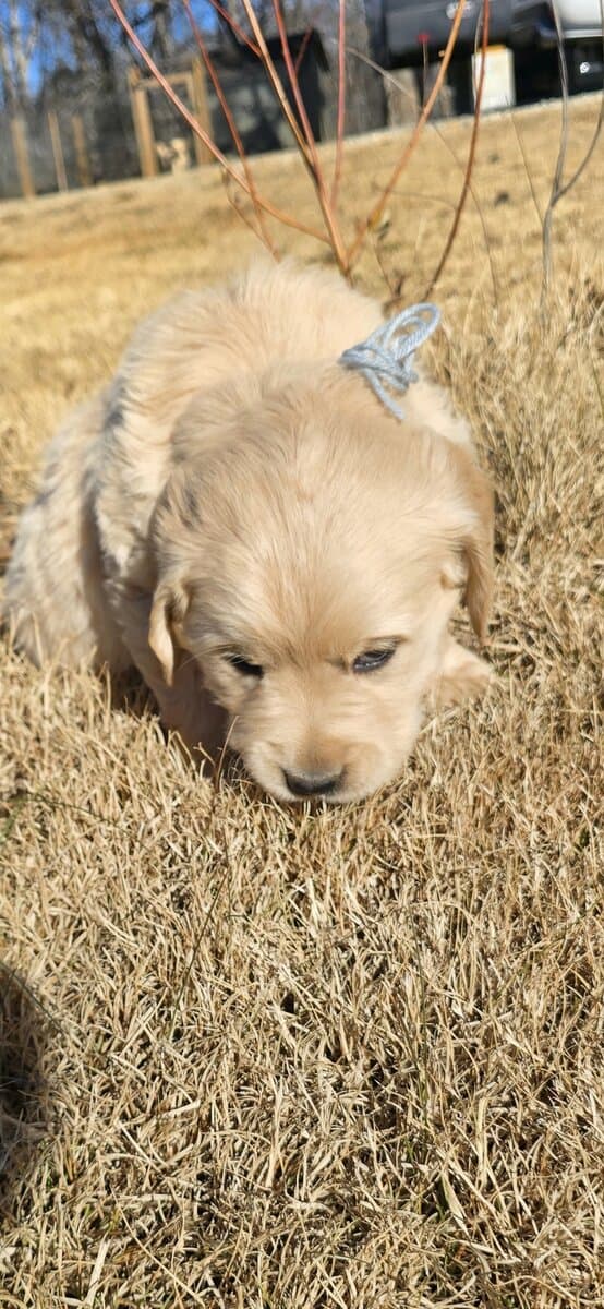 Golden retriever english cream image 3